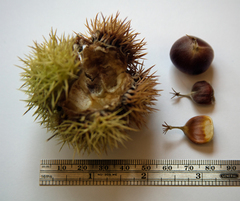 Castanea dentata