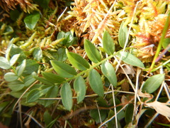 Polemonium acutiflorum