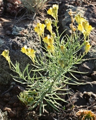 Linaria debilis