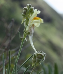 Linaria debilis
