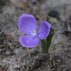 Patersonia pygmaea