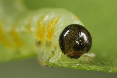 Pristiphora testacea