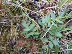 Polemonium acutiflorum