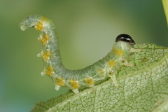 Pristiphora testacea