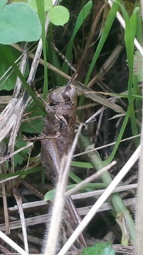 Iberian Mountain Bush-cricket