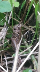 Antaxius spinibrachius