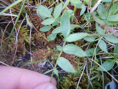 Polemonium acutiflorum