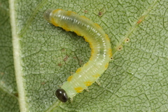 Pristiphora testacea