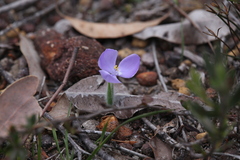 Patersonia pygmaea