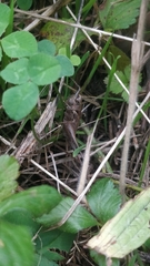 Antaxius spinibrachius