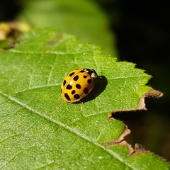 Harmonia axyridis