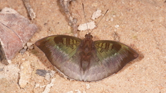 Euthalia monina kesava