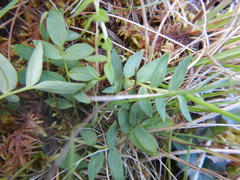 Polemonium acutiflorum