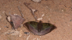 Euthalia monina kesava
