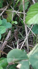 Antaxius spinibrachius