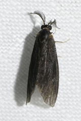 Cryptothelea nigrita