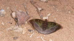 Euthalia monina kesava