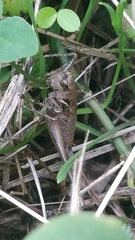 Antaxius spinibrachius