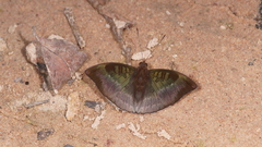 Euthalia monina kesava