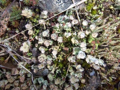 Cladonia verticillata