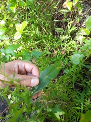 Eurybia spectabilis