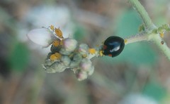 Parexochomus nigromaculatus