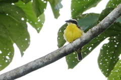 Megarynchus pitangua