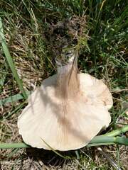 Melanoleuca exscissa