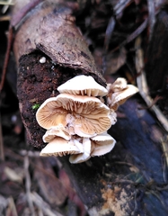 Crepidotus variabilis