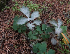 Erysiphe macleayae
