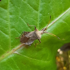 Coreus marginatus
