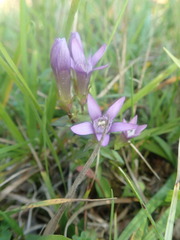 Gentianella