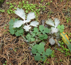 Erysiphe macleayae