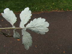 Erysiphe macleayae