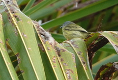 Todirostrum maculatum