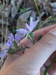 Symphyotrichum laeve concinnum