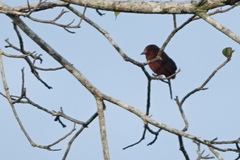 Ramphocelus carbo