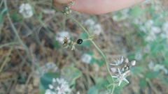 Parexochomus nigromaculatus