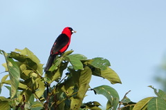 Ramphocelus nigrogularis