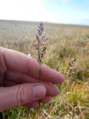 Arctagrostis latifolia