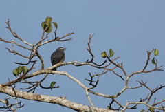 Saltator coerulescens