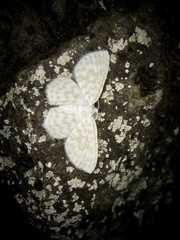 Asthena nymphaeata