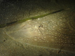 Raja undulata