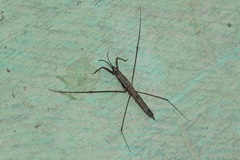 Cylindrostethus