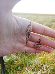 Arctagrostis latifolia
