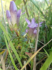 Gentianella