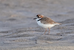 Charadrius collaris