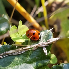 Coccinella septempunctata