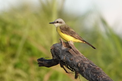 Tyrannus albogularis