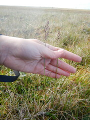 Arctagrostis latifolia